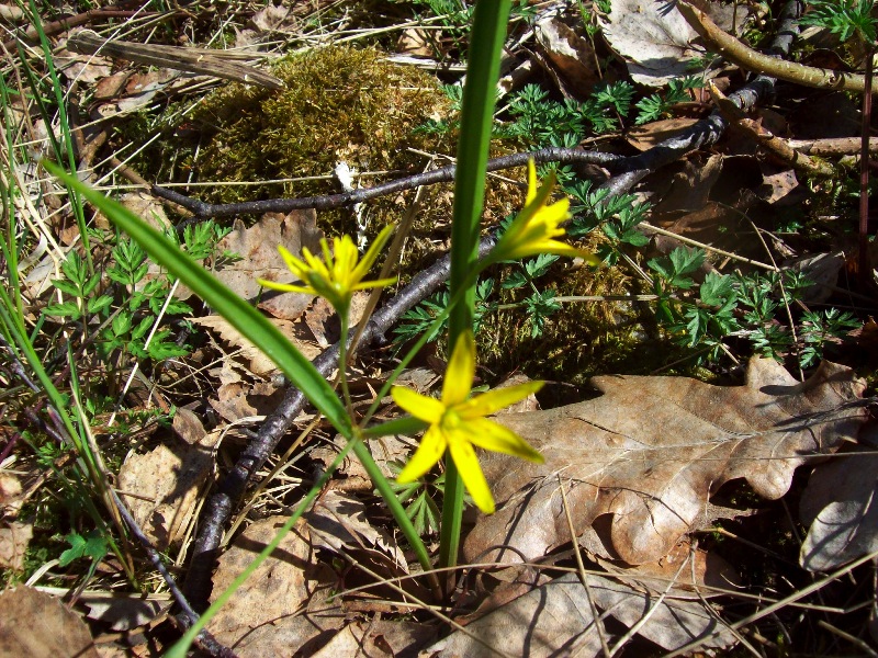 Blomma