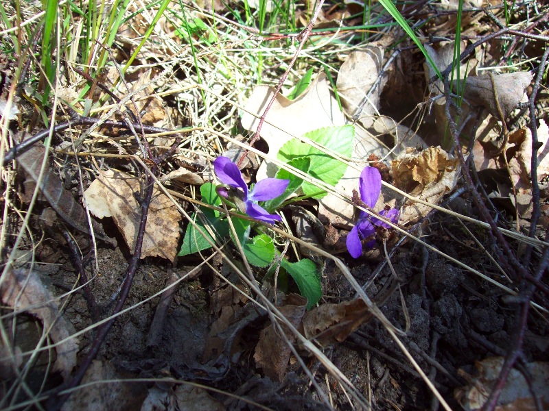 Blomma