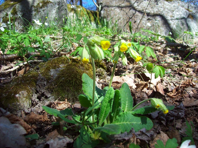 Blomma