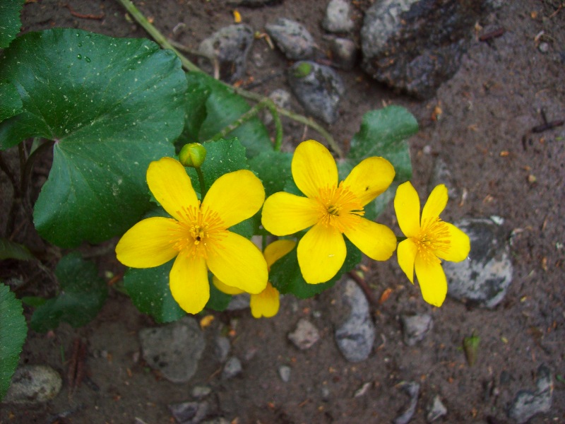 blomma