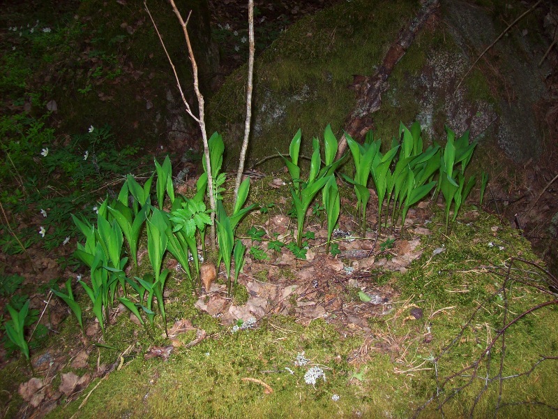 blomma