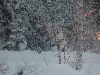 vinter