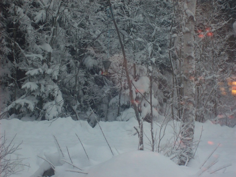 vinter