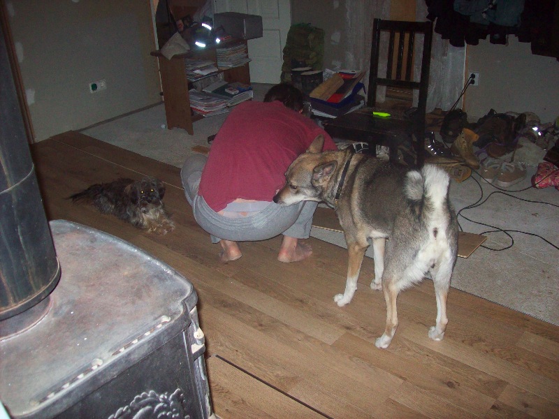 jobbig hund