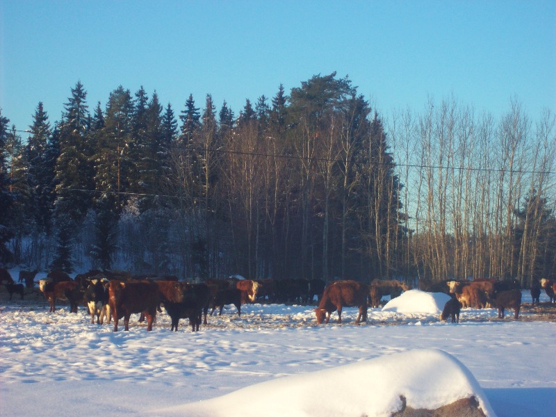 Kor i sn� 2