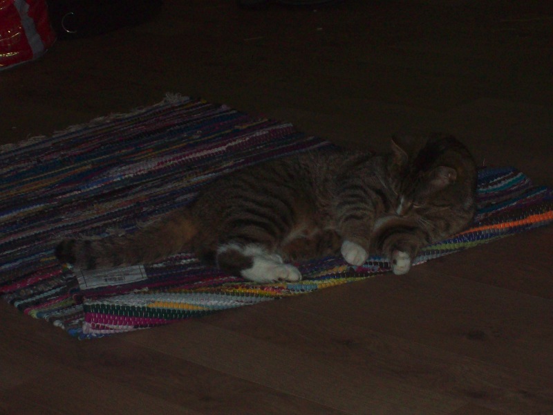 Katt