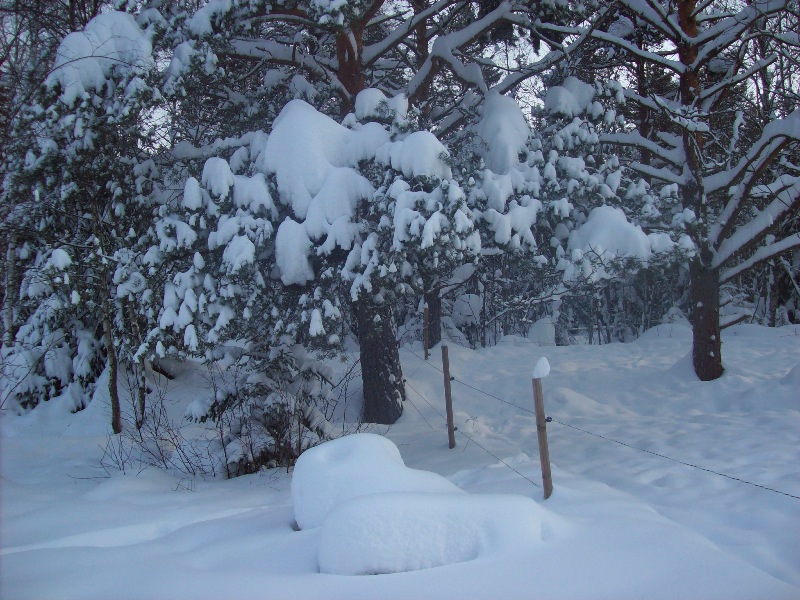 El i snö