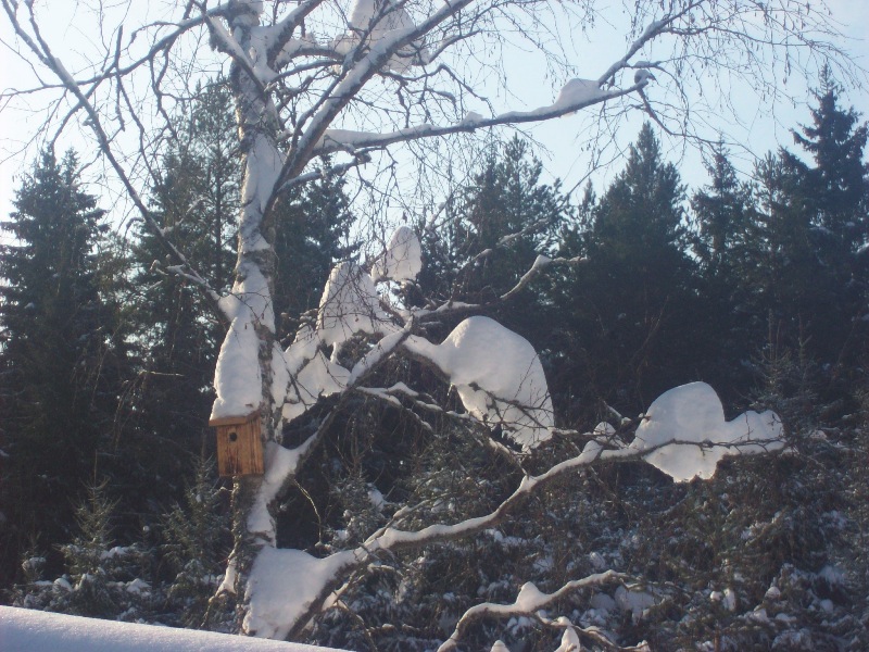 Fågelholk