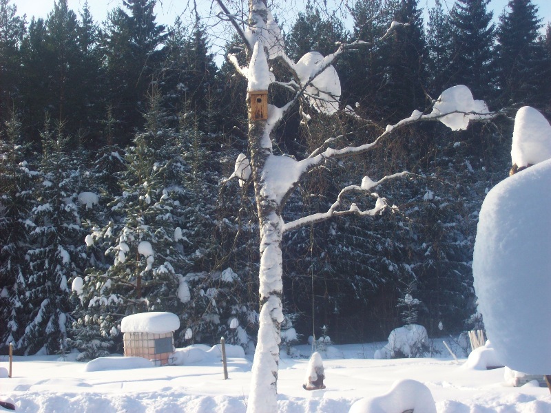 Snö