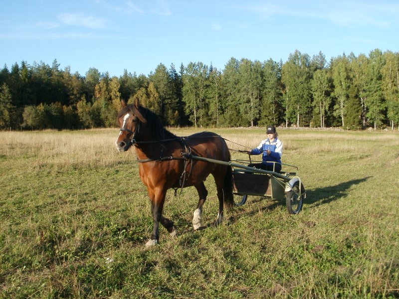 Linda med Kingen