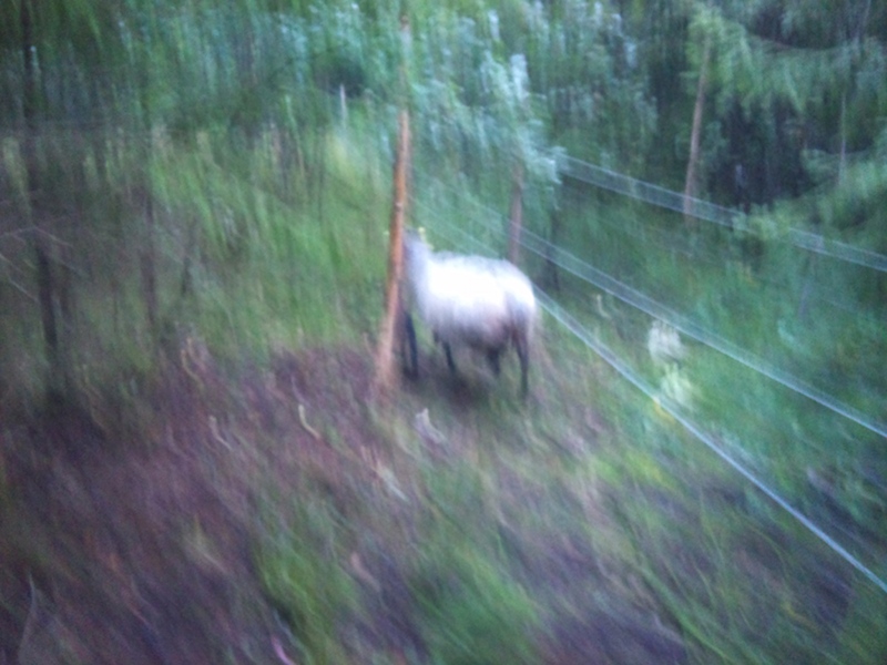 Lindas bild av Ceasar