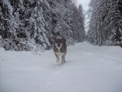 Tez i sn�
