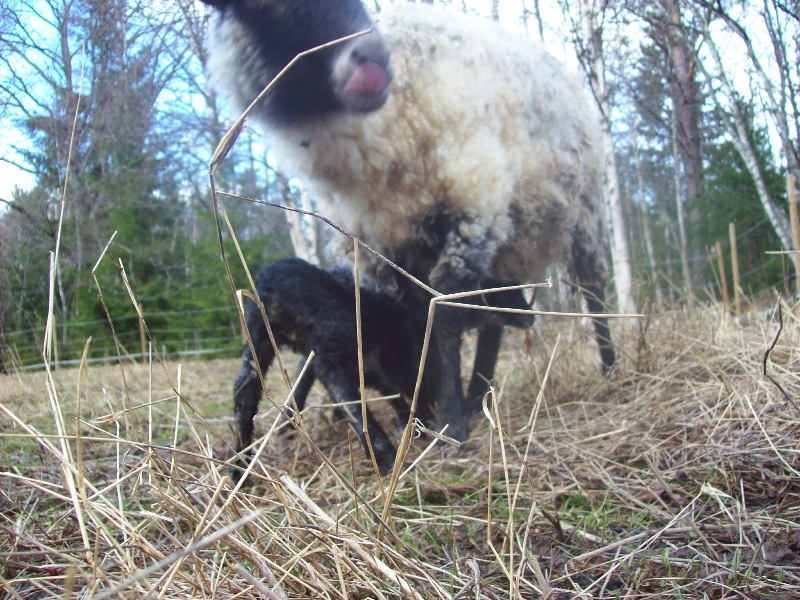 Lamm