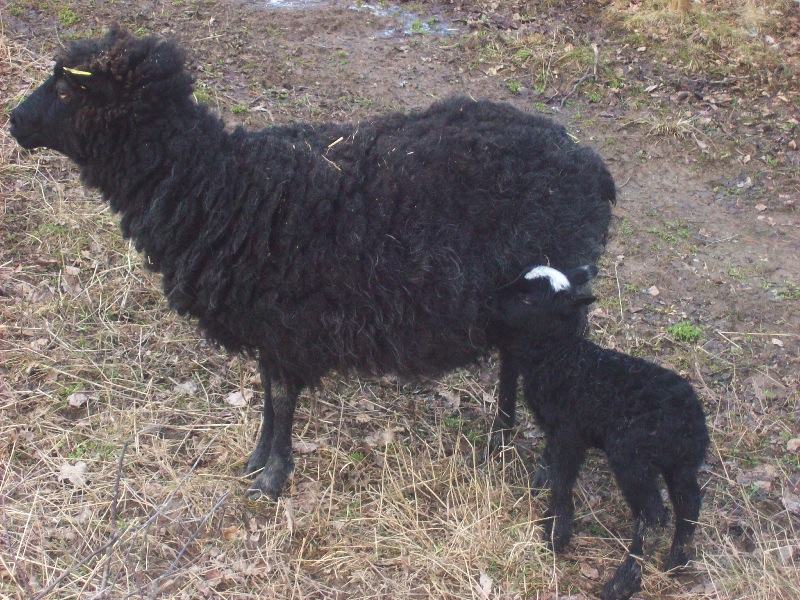 Lamm