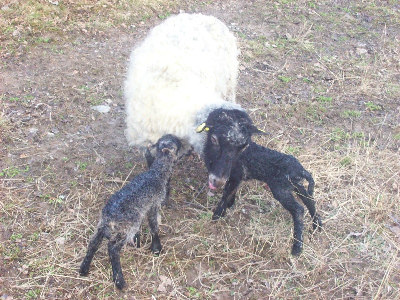 Lamm