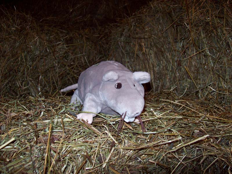 Råtta