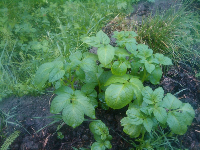 Solanum tuberosum