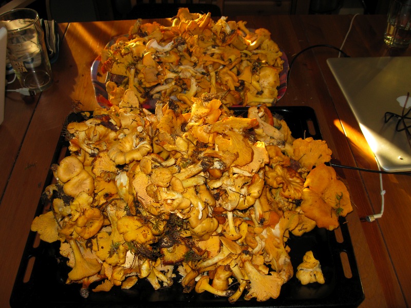 Kantareller
