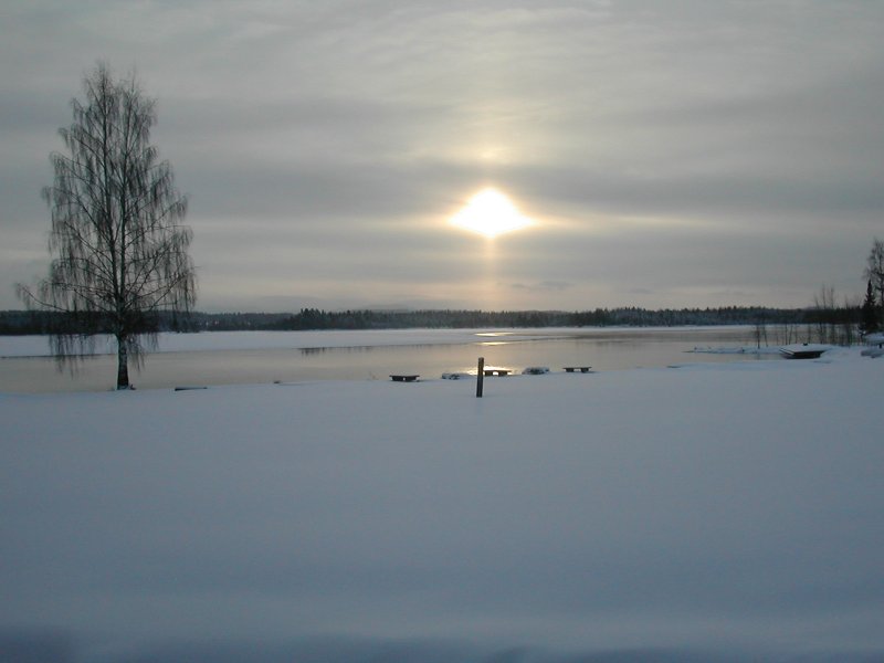 Skogsbild